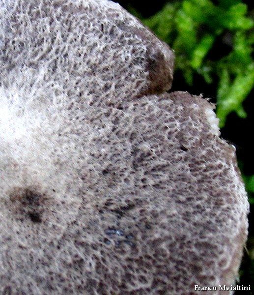 Tricholoma gausapatum ?